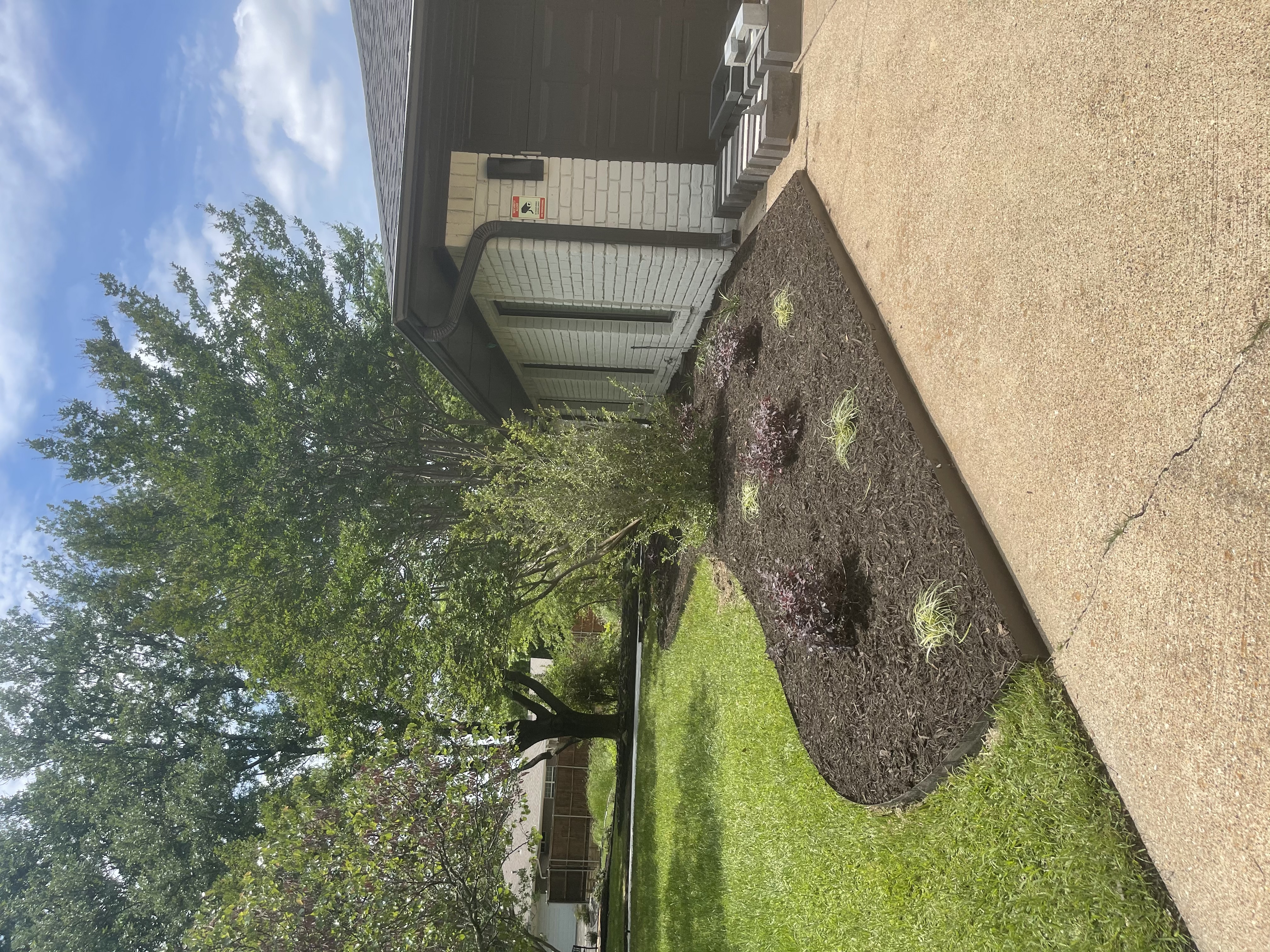What's the Best Shade Grass for North Texas?